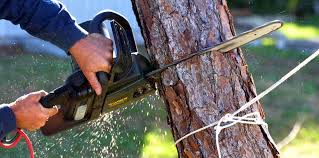 Trusted Doniphan, MO  Tree Services Experts